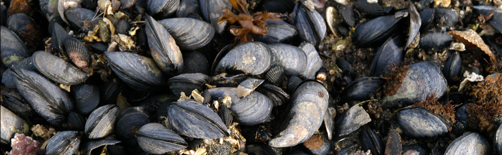 blue mussels MARINE INVERTEBRATES- Bivalves